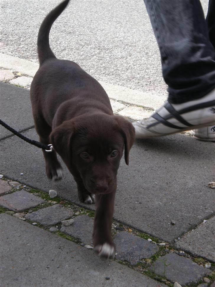 Blanding af racer Centa - Centa ude og gå tur billede 10