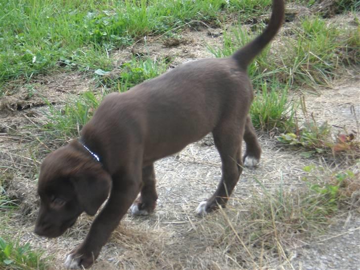 Blanding af racer Centa billede 11