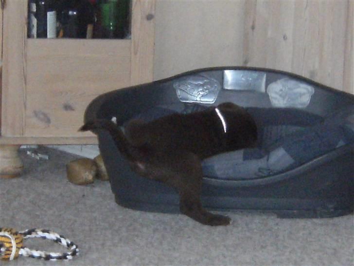 Blanding af racer Centa - Centa i sin kurv billede 12