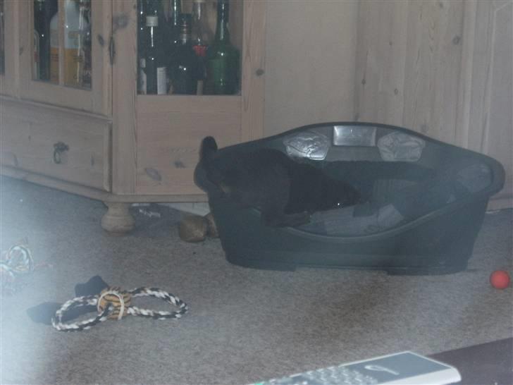 Blanding af racer Centa billede 13