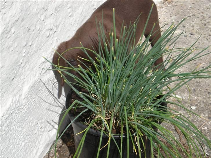 Blanding af racer Centa - hihi den ser sjov ud den kan jeg da godt bide lidt i billede 14