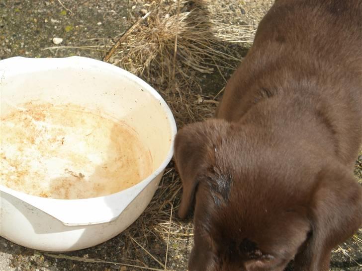 Blanding af racer Centa billede 15