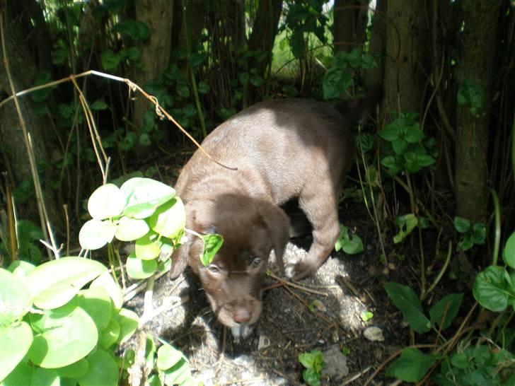 Blanding af racer Centa - Centa i hule billede 16