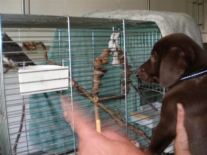 Blanding af racer Centa - øhhh hvad er det billede 17