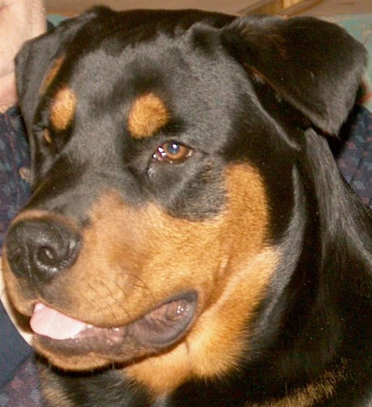 Rottweiler Cæsar - Hej jeg er Cæcar billede 1