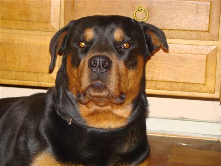Rottweiler Cæsar billede 2