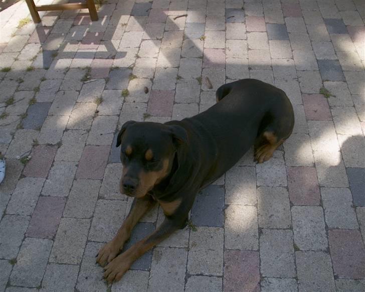 Rottweiler Cæsar billede 3
