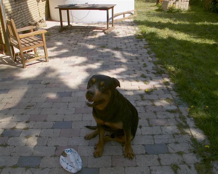 Rottweiler Cæsar billede 4