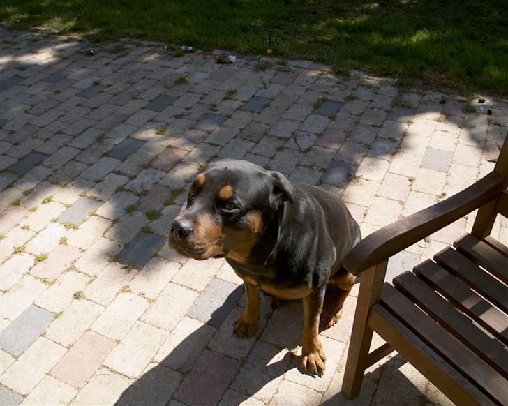 Rottweiler Cæsar billede 5