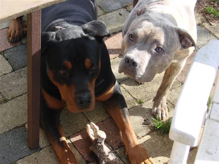 Rottweiler Cæsar billede 6