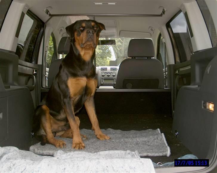 Rottweiler Cæsar billede 7