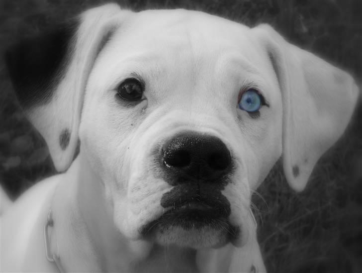 Amerikansk bulldog Kettners Feige (RIP 24/4-2016) - sad lige oge leget med noget billed redigering billede 18