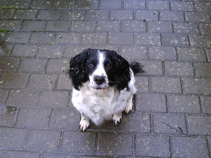 Field Trial spaniel ina <33 forever<33 - hvor er du fin med sne på næsen billede 10