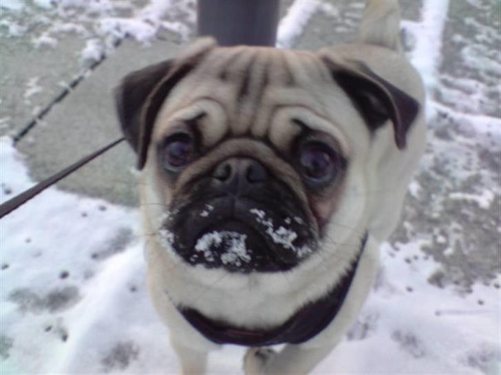 Mops Samson billede 4