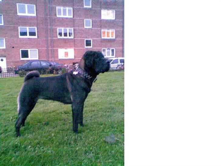 Shar pei Tequila *DØD* billede 17