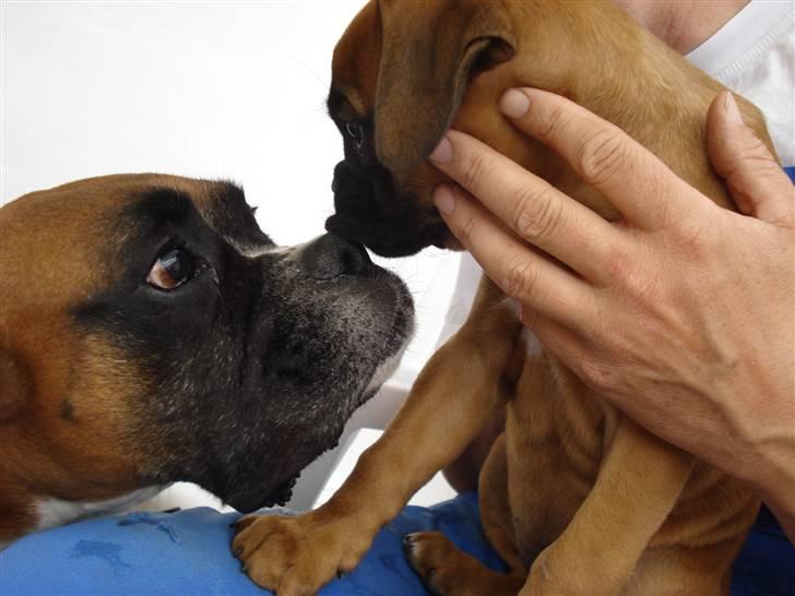 Boxer Donna - Miss nutsi der billede 1