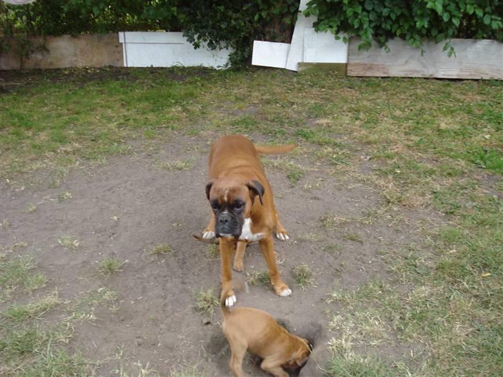 Boxer Donna - Donna`s forældre  billede 5