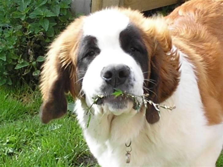 Sankt bernhardshund tulle R i p 2010 billede 1