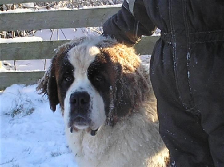 Sankt bernhardshund tulle R i p 2010 billede 2