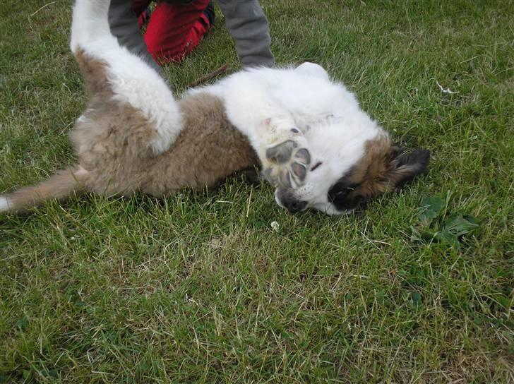 Sankt bernhardshund tulle R i p 2010 billede 3