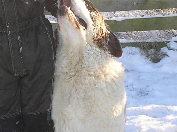 Sankt bernhardshund tulle R i p 2010 billede 4