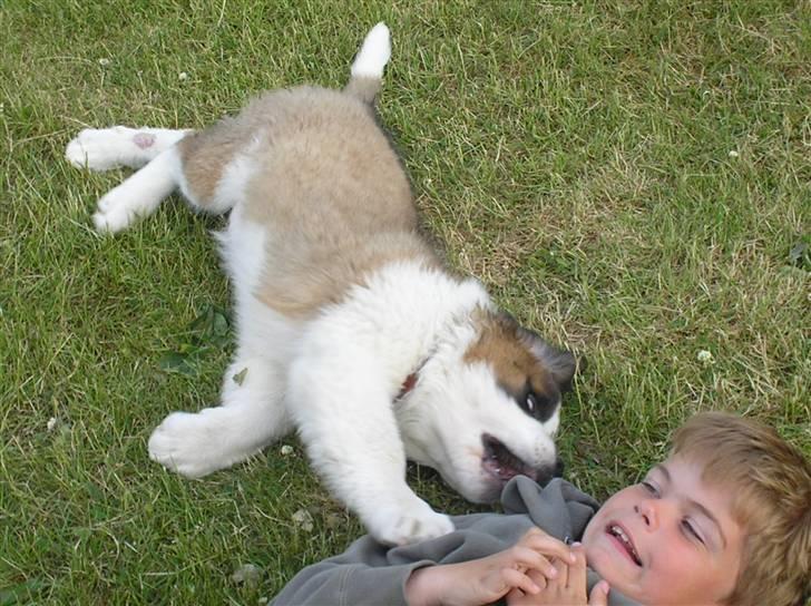 Sankt bernhardshund tulle R i p 2010 billede 5