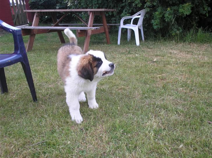 Sankt bernhardshund tulle R i p 2010 billede 6