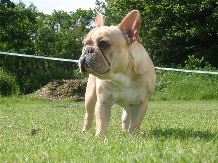 Fransk bulldog Felix - NYT *13.06.09* billede 11