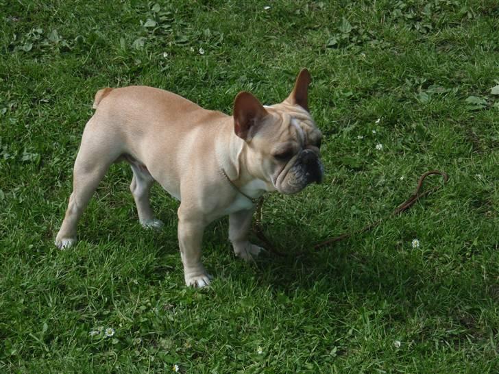 Fransk bulldog Felix - NYT *13.06.09* billede 12