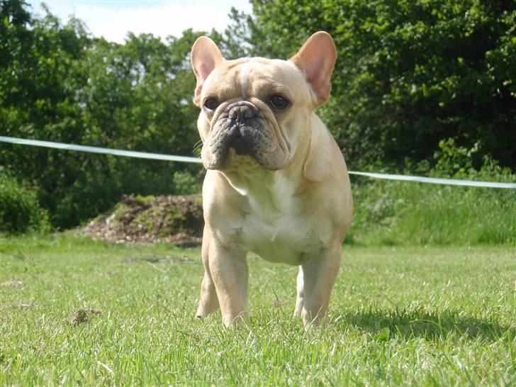 Fransk bulldog Felix - NYT *13.06.09* billede 13