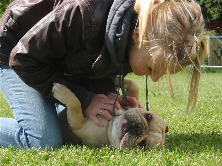 Fransk bulldog Felix - Lidt hygge skal der også være plads til når man er en rigtig fotomodel ; ) billede 14