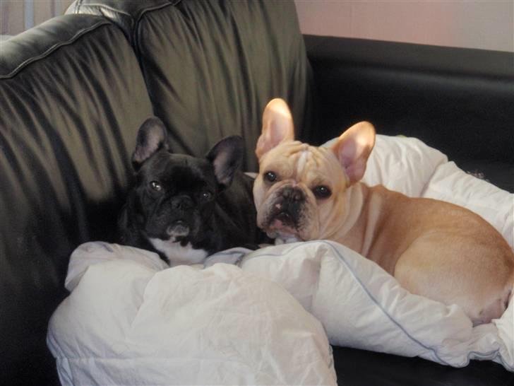 Fransk bulldog Felix billede 15