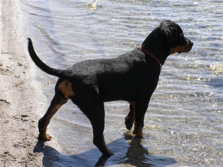 Rottweiler Minna - 4½ mdr. klar til Svendborgsund billede 10