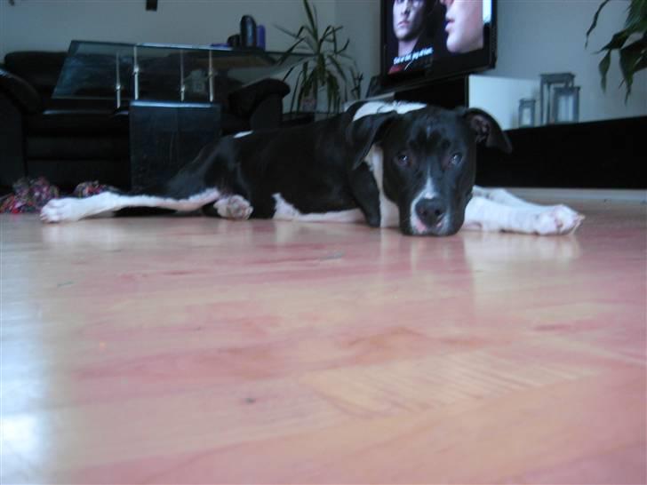 Blanding af racer Enzo *SOLGT* billede 19