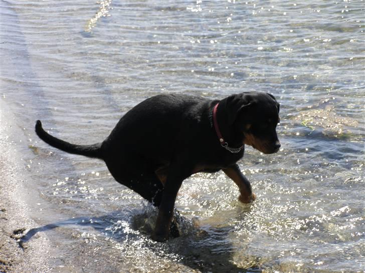 Rottweiler Minna - Føj for den... det er da vådt og koldt i maj måned !! billede 11