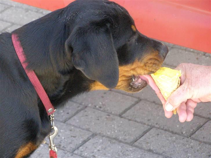 Rottweiler Minna - Som belønning fik jeg bagefter en dejlig vaffelis på Fjellebroen billede 12