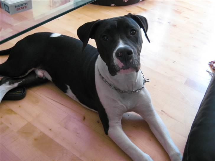 Blanding af racer Enzo *SOLGT* billede 20