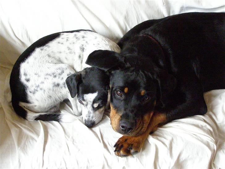 Rottweiler Minna - 6 mdr. gammel stadig sammen med min bedste ven Buller billede 13