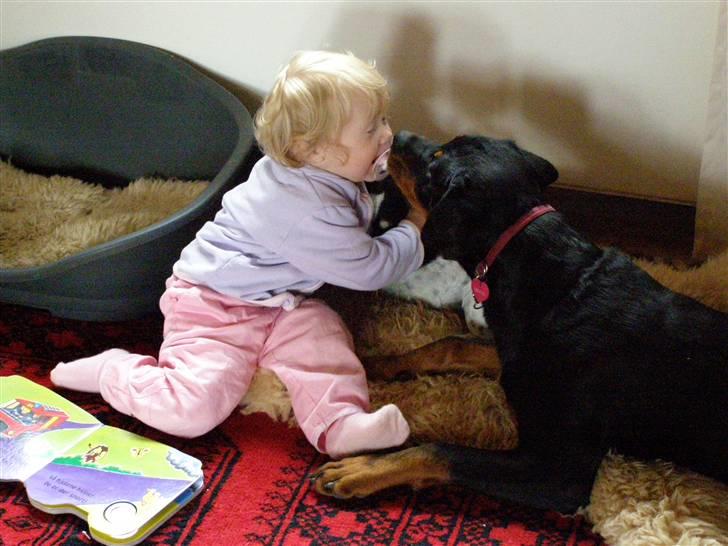 Rottweiler Minna - Amanda og jeg afholder "kyssekonkurrence" billede 14