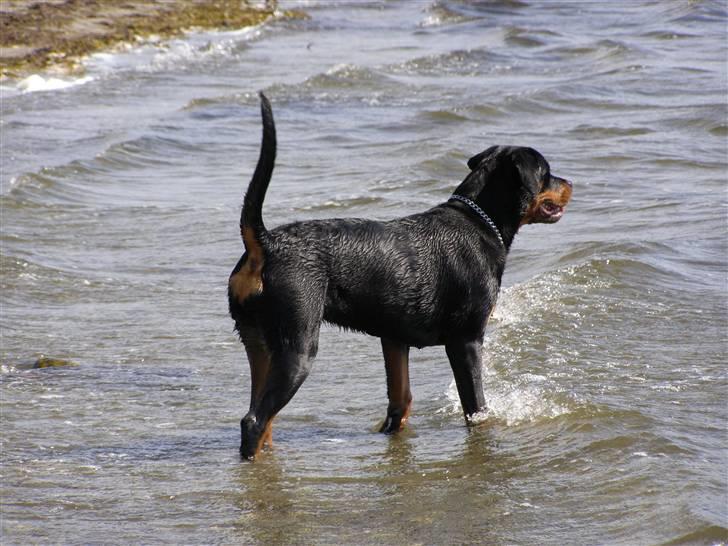 Rottweiler Minna billede 15