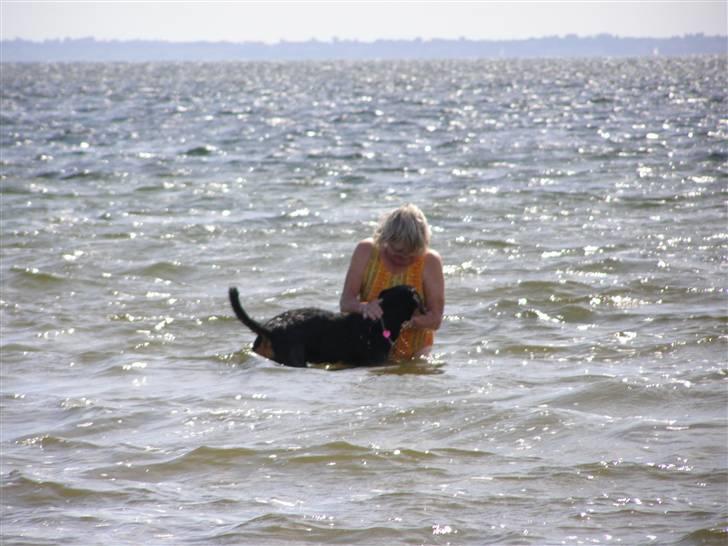 Rottweiler Minna billede 16