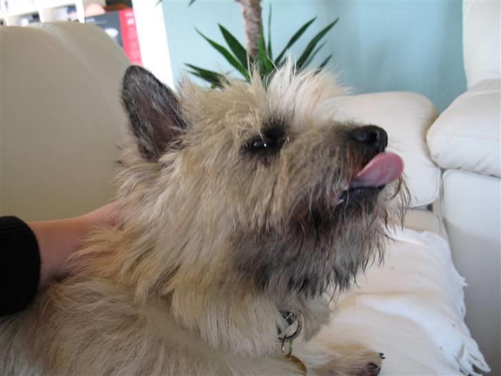 Cairn terrier ^~*# Gizmo #*~^ (*R.I.P*) billede 1