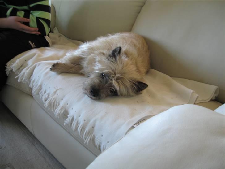 Cairn terrier ^~*# Gizmo #*~^ (*R.I.P*) billede 2