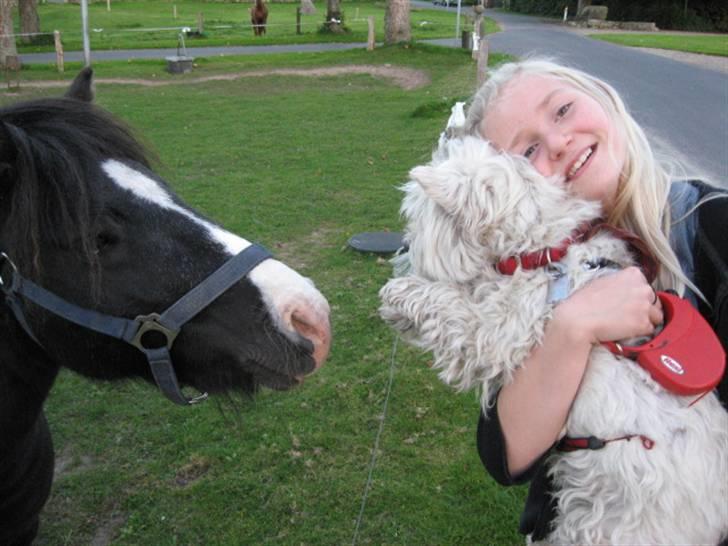 West highland white terrier Sjoske † Døde 7/9 2009†   - Nårh hun er bange for hr. Jensen:)<3 godt Frederikke holder dig:) billede 2