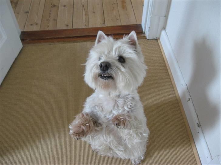 West highland white terrier Sjoske † Døde 7/9 2009†   - Det er det tricks hun er bedst til- Sid pænt:) billede 3