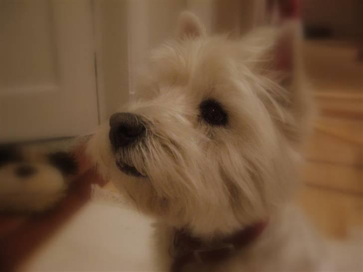 West highland white terrier Sjoske † Døde 7/9 2009†   - ja her har hun lige fundet ud af at jeg har en godbid:) billede 4