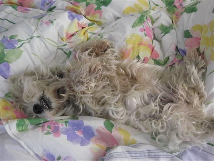 West highland white terrier Sjoske † Døde 7/9 2009†   - Sådan ligger hun næster hver morgen inden vi går i skole:) billede 5