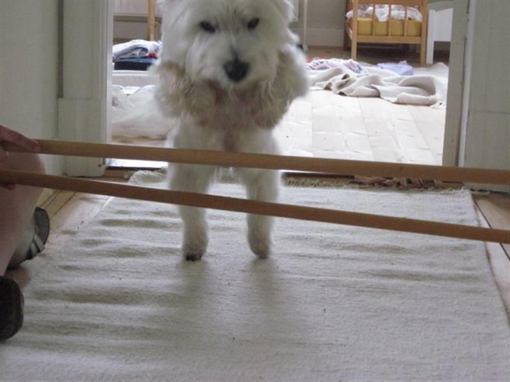 West highland white terrier Sjoske † Døde 7/9 2009†   - Jah hun kan godt springe selvom hun er 11 år.:) billede 6