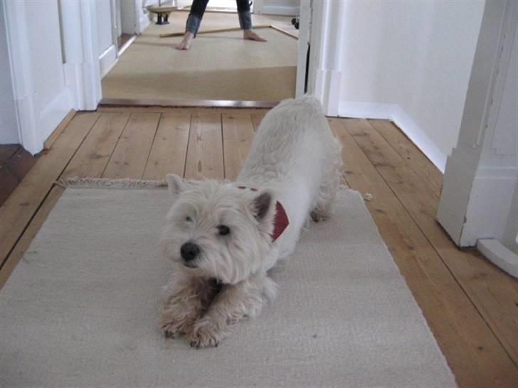 West highland white terrier Sjoske † Døde 7/9 2009†   - Er hun ikke sød?:) billede 7