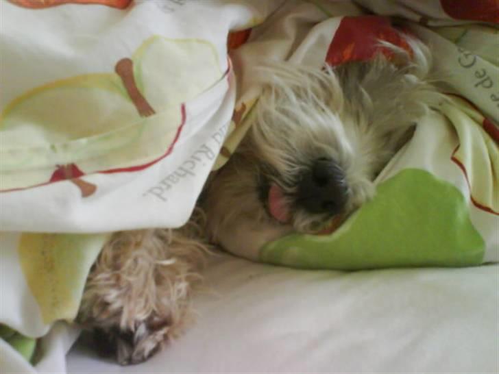 West highland white terrier Sjoske † Døde 7/9 2009†   - Når du ligger og hygger:) billede 8